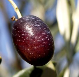   Fruit:   Olea europaea ; Photo by Ferran Turmo Gort, flickr.com
